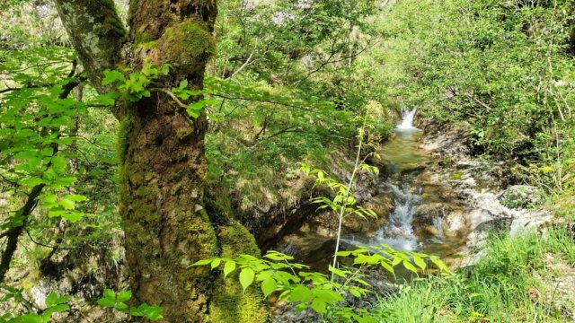 Laubbäume wirken sich positiv auf das Gewässer aus Laubbäume wirken sich positiv auf das Gewässer aus